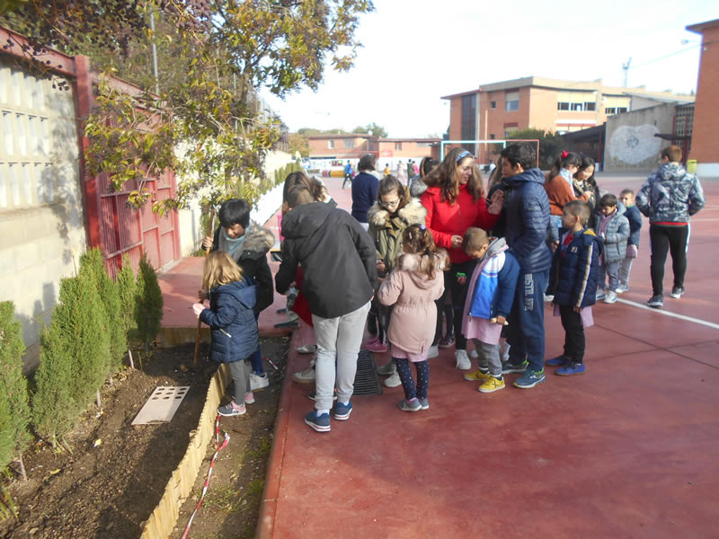 4R=PLAS  Interetapas. Plantación de Tulipanes